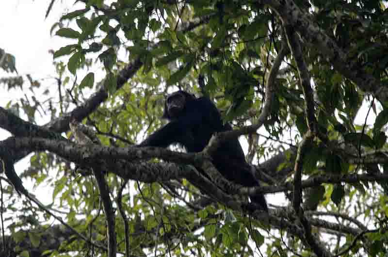 19 - Chimpance - parque nacional de Nyungwe - Ruanda